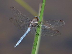 Epaulette Skimmer - Orthetrum chrysostigma © John Muddeman